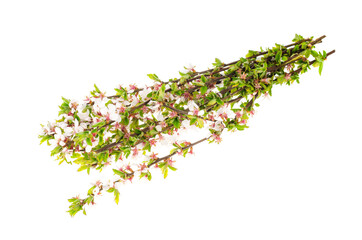 Prunus tomentosa branch with green leaves and blossoming tender flowers.