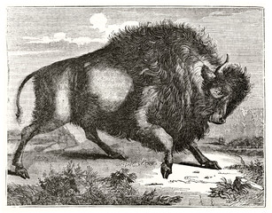 Huge Bison (Bison bison) pawing threatening to right outdoor. Ancient grey tone etching style art by unidentified author, Magasin Pittoresque, 1838 © Mannaggia