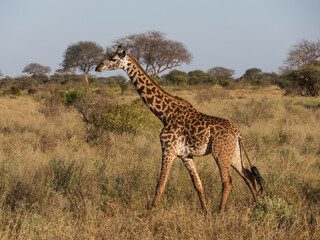 giraffe in the savannah