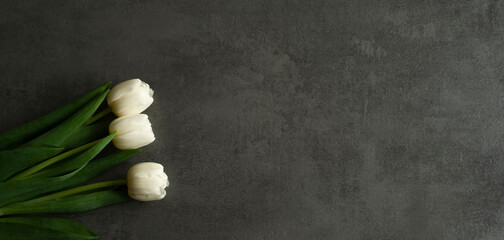white tulips with green leaves on a gray background with space for text