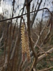 Naklejka premium catkins of willow