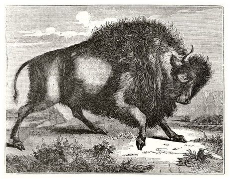 Huge Bison (Bison bison) pawing threatening to right outdoor. Ancient grey tone etching style art by unidentified author, Magasin Pittoresque, 1838