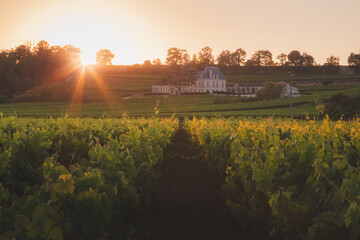 Countryside rural vineyards in Bordeaux wine country at Saint-Emilion in France in golden light at sunset or sunrise - obrazy, fototapety, plakaty