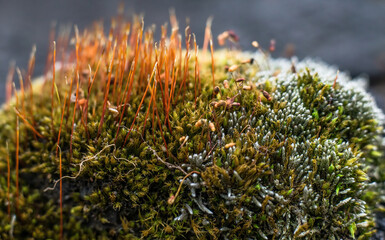 Macro colorful forest green moss.