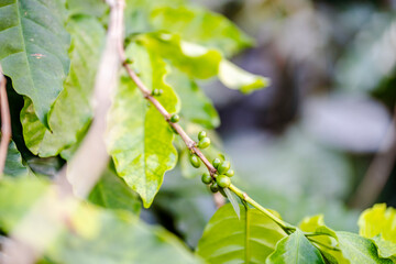 Different sizes of coffee beans still on plant