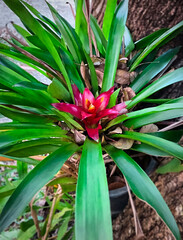 Obraz premium Close-up of Red Bromeliad tropical plant flower blooming in the garden, Bromeliaceae, Bromelia. Thailand