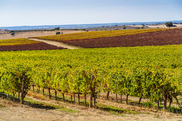 Fototapeta na wymiar Vineyards of Alentejo during fall, Portugal