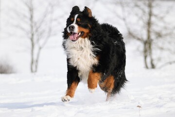 Bernese Mountain dog in winter and snow runs