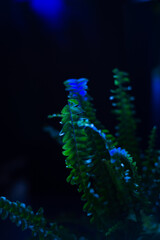 Tropical leaves on a black background with neon light, soft focus.