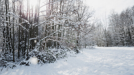 Winter landscape, frosty trees in snowy forest in the sunny light, sparkling hoarfrost on the branches of a winter forest on a frosty day