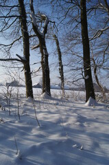 a winter landscape on a walk in the forest and hallway