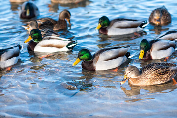 A flock of ducks floating on the lake.