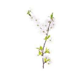 Cherry branch with green leaves and blossoming white flowers