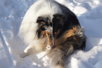 ein Hund im Schnee, Salz an den Pfoten ,Hund im Winter