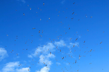 Flock of seagulls in the sky.