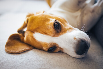 Beagle dog lying down on a cozy sofa in sunny livingroom. Adorable canine background