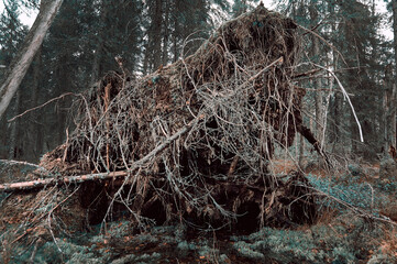 Upprooted spruce tree in the forest.