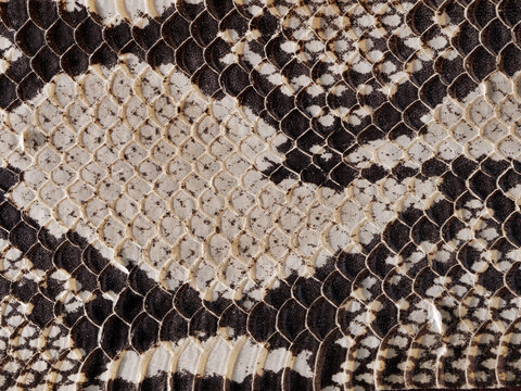 Texture of dark light python skin, concept leather accessories