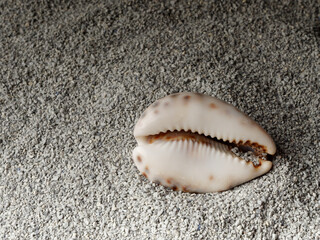 sea shells lie on a sandy surface