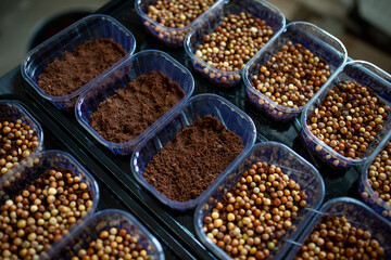 several containers with pea seeds for planting at home at the window, microgreens, superfood, healthy food organic food concept, selective focus
