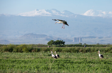 storks in the field