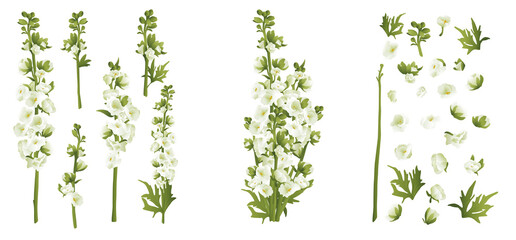 Delphinium larkspur isolated on white compilation 3d vector illustration set. Realistic floral parts, white and green flowers, leafs. Bouquet parts. Alternative medicine, phototherapy. Botanical 