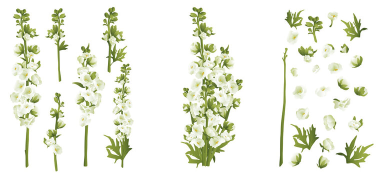 Delphinium larkspur isolated on white compilation 3d vector illustration set. Realistic floral parts, white and green flowers, leafs. Bouquet parts. Alternative medicine, phototherapy. Botanical 