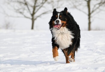 Bernese Mountain dog in winter and snow runs