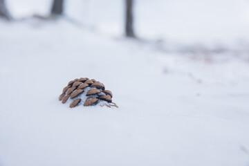 fir cones with snow