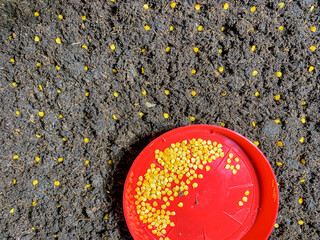sowing pepper seeds in a fertile substrate. Seeds in a plate on the ground.