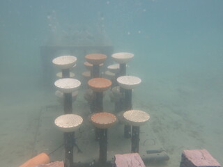 Artificial reef deployed at Redang island