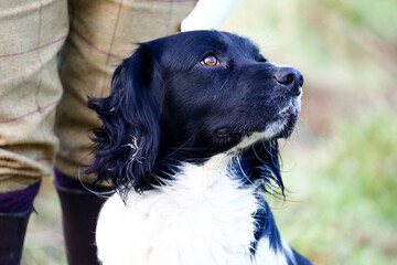 Black and white working Springer spaniel.