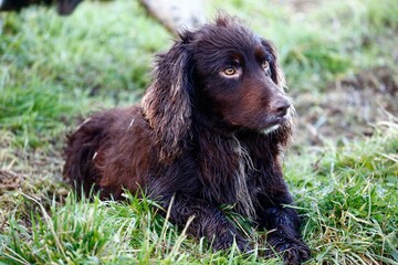 Brown working cocker spaniel.