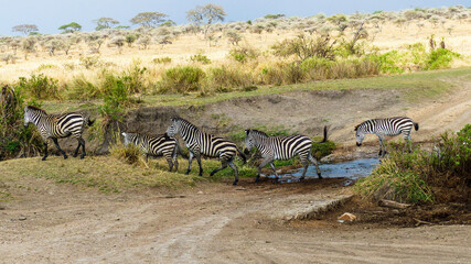 Fototapeta na wymiar zebras