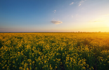 Obraz premium Rapeseed field at sunset. Blooming canola flowers in summer. Bright Yellow rapeseed oil