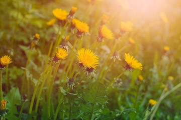 Obraz na płótnie Canvas Flowers on the meadow during summer.High quality photo.