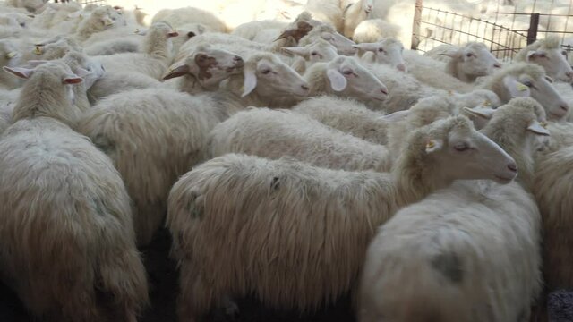 A flock of sheep move fearfully inside a fence FDV