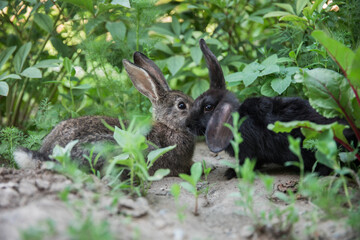 rabbits in the grass