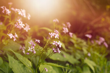 Flowers on the meadow during summer.High quality photo.