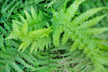 Green plant background, top view on abstract leaves of fern plant