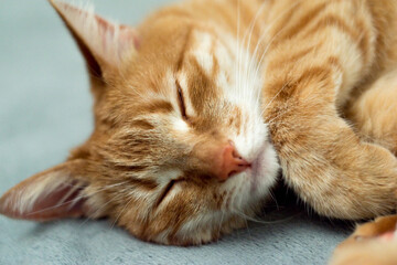 Fototapeta na wymiar cute young ginger cat is sleeping on a gray bedspread, tabby red cat, kitty close-up portrait