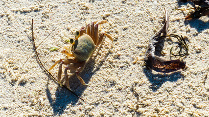 crab on the beach