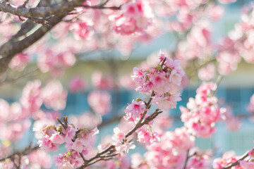 読谷村の寒緋桜