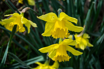 Flores de narciso (Narcissus pseudonarcissus) sobre el fondo de sus propios tallos.