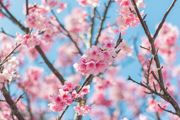 Obraz premium 読谷村の寒緋桜