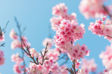 読谷村の寒緋桜