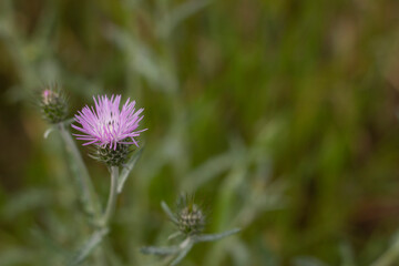Flowers in spring. Floral nature concept. Selective focus