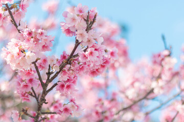 Obraz premium 読谷村の寒緋桜