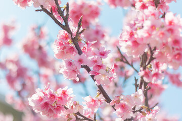 読谷村の寒緋桜