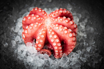 Fresh octopus on ice and dark background, Boiled whole octopus tentacles seafood squid cuttlefish.